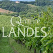 Vignes de Vin de Tursan AOC