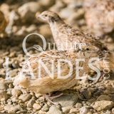 Cailles Fermières des Landes IGP - Label Rouge
