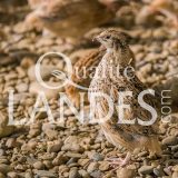 Cailles Fermières des Landes IGP - Label Rouge