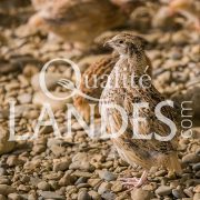 Cailles Fermières des Landes IGP - Label Rouge