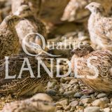 Cailles Fermières des Landes IGP - Label Rouge