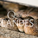 Cailles Fermières des Landes IGP - Label Rouge