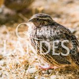 Cailles Fermières des Landes IGP - Label Rouge