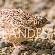 Cailles Fermières des Landes IGP - Label Rouge