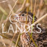 Cailles Fermières des Landes IGP - Label Rouge