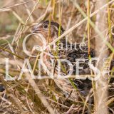 Cailles Fermières des Landes IGP - Label Rouge