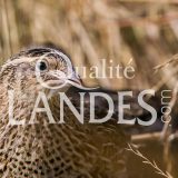 Cailles Fermières des Landes IGP - Label Rouge