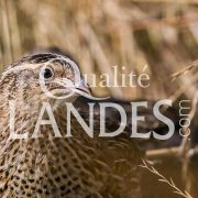 Cailles Fermières des Landes IGP - Label Rouge