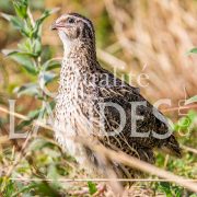 Cailles Fermières des Landes IGP - Label Rouge