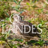 Cailles Fermières des Landes IGP - Label Rouge