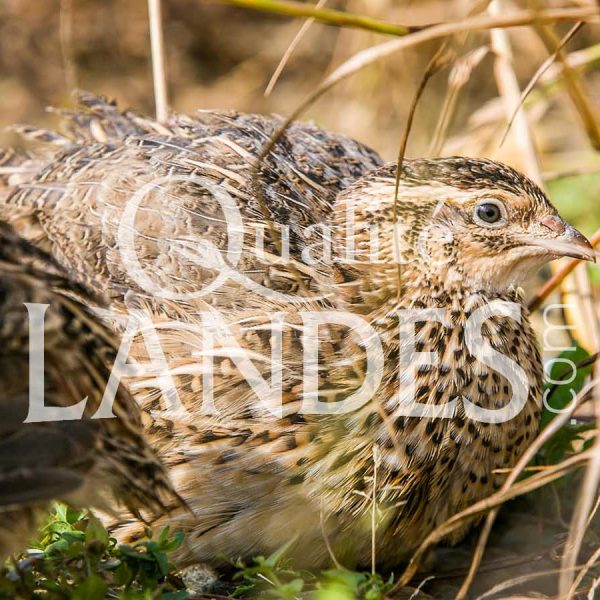 Cailles Fermières des Landes IGP - Label Rouge Cailles Fermières des Landes IGP - Label Rouge