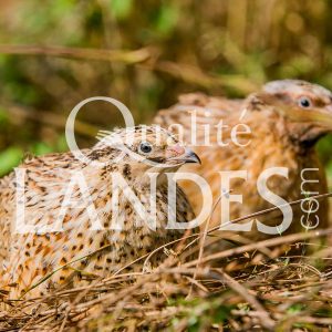 Cailles Fermières des Landes IGP - Label Rouge