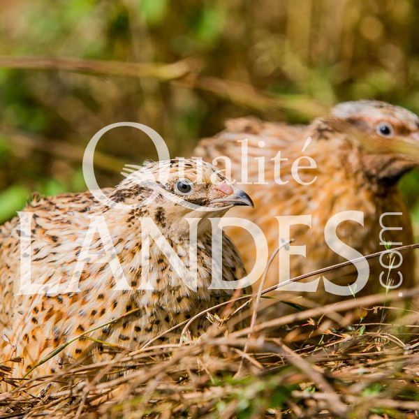 Cailles Fermières des Landes IGP - Label Rouge Cailles Fermières des Landes IGP - Label Rouge