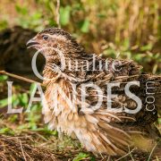 Cailles Fermières des Landes IGP - Label Rouge