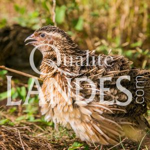 Cailles Fermières des Landes IGP - Label Rouge Cailles Fermières des Landes IGP - Label Rouge