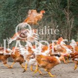 Chapons Fermiers des Landes IGP - Label Rouge