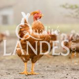 Chapons Fermiers des Landes IGP - Label Rouge