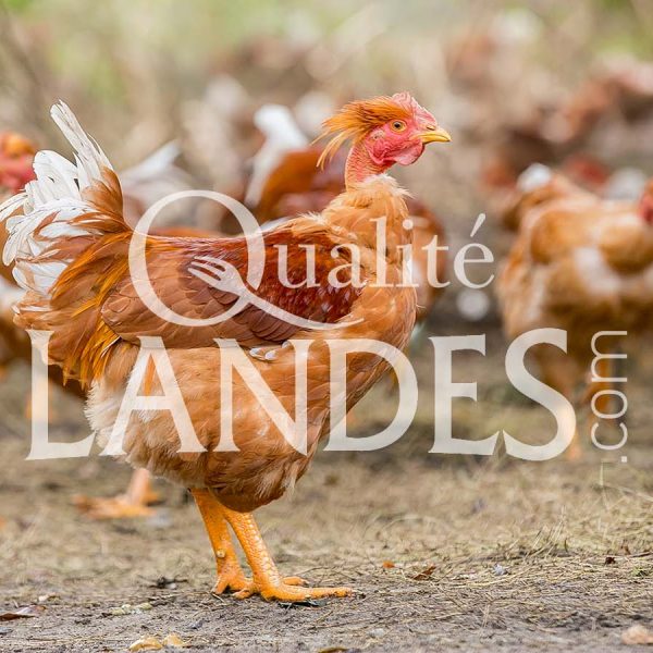 Chapons Fermiers des Landes IGP - Label Rouge Chapons Fermiers des Landes IGP - Label Rouge
