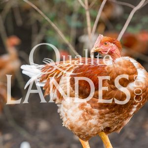 Chapons Fermiers des Landes IGP - Label Rouge Chapons Fermiers des Landes IGP - Label Rouge