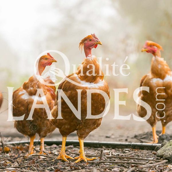 Chapons Fermiers des Landes IGP - Label Rouge Chapons Fermiers des Landes IGP - Label Rouge