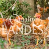 Chapons Fermiers des Landes IGP - Label Rouge