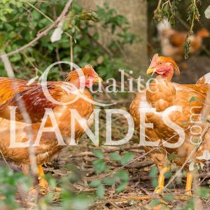 Chapons Fermiers des Landes IGP - Label Rouge Chapons Fermiers des Landes IGP - Label Rouge