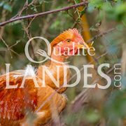 Chapons Fermiers des Landes IGP - Label Rouge