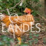 Chapons Fermiers des Landes IGP - Label Rouge