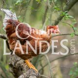 Chapons Fermiers des Landes IGP - Label Rouge