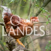 Chapons Fermiers des Landes IGP - Label Rouge