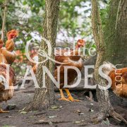 Chapons Fermiers des Landes IGP - Label Rouge