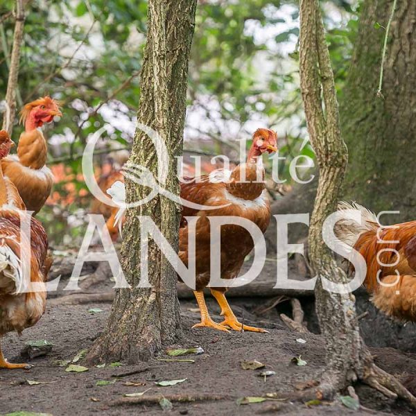 Chapons Fermiers des Landes IGP - Label Rouge Chapons Fermiers des Landes IGP - Label Rouge