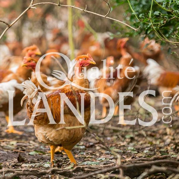 Chapons Fermiers des Landes IGP - Label Rouge Chapons Fermiers des Landes IGP - Label Rouge