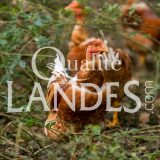 Chapons Fermiers des Landes IGP - Label Rouge
