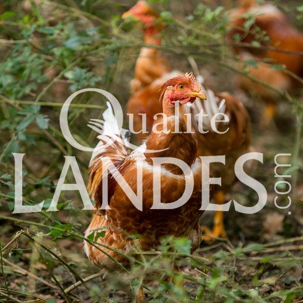 Chapons Fermiers des Landes IGP - Label Rouge Chapons Fermiers des Landes IGP - Label Rouge