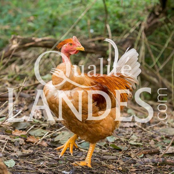 Chapons Fermiers des Landes IGP - Label Rouge Chapons Fermiers des Landes IGP - Label Rouge