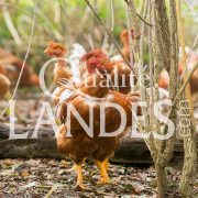 Chapons Fermiers des Landes IGP - Label Rouge