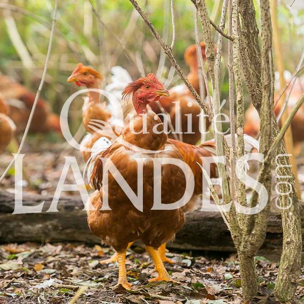 Chapons Fermiers des Landes IGP - Label Rouge
