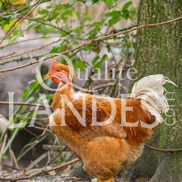 Chapons Fermiers des Landes IGP - Label Rouge Chapons Fermiers des Landes IGP - Label Rouge