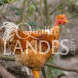 Chapons Fermiers des Landes IGP - Label Rouge