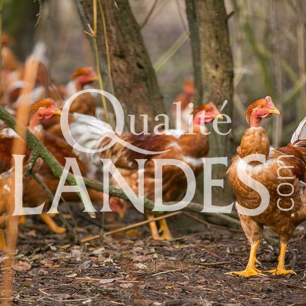 Chapons Fermiers des Landes IGP - Label Rouge
