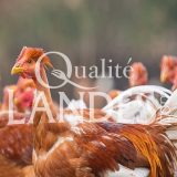 Chapons Fermiers des Landes IGP - Label Rouge