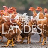 Chapons Fermiers des Landes IGP - Label Rouge