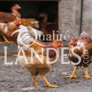 Chapons Fermiers des Landes IGP - Label Rouge