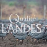 Pintades Fermières des Landes IGP - Label Rouge