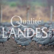 Pintades Fermières des Landes IGP - Label Rouge