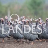 Pintades Fermières des Landes IGP - Label Rouge