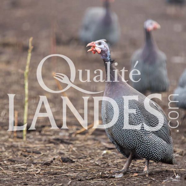 Pintades Fermières des Landes IGP - Label Rouge Pintades Fermières des Landes IGP - Label Rouge