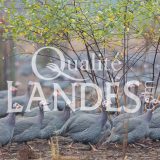 Pintades Fermières des Landes IGP - Label Rouge
