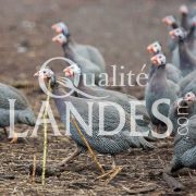 Pintades Fermières des Landes IGP - Label Rouge